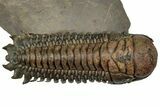 Large, Flying Crotalocephalina Trilobite - Atchana, Morocco #315937-3